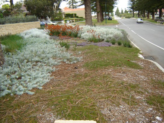 A native verge garden on Broome Street, Cottesloe