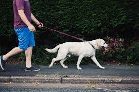 Please be a responsible dog owner and keep your dog on a lead
