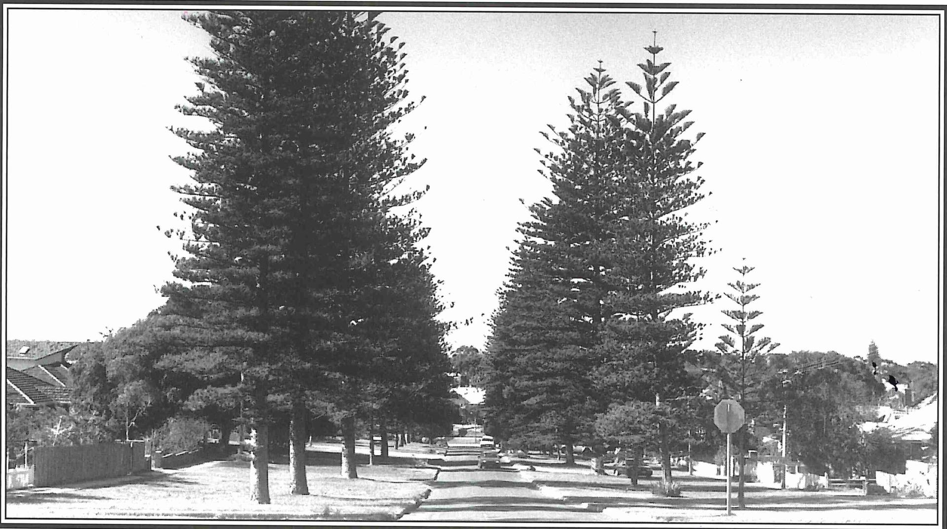 Pines in Pearse Street Cottesloe - Ten Decades Page 56
