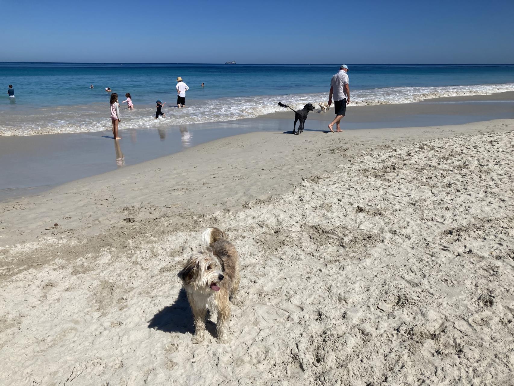 Dog Beaches Image
