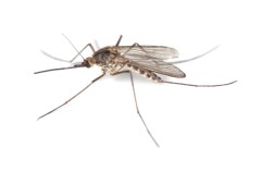 Mosquitoes