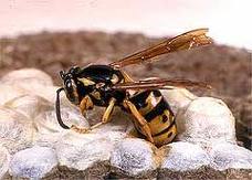 European Wasps