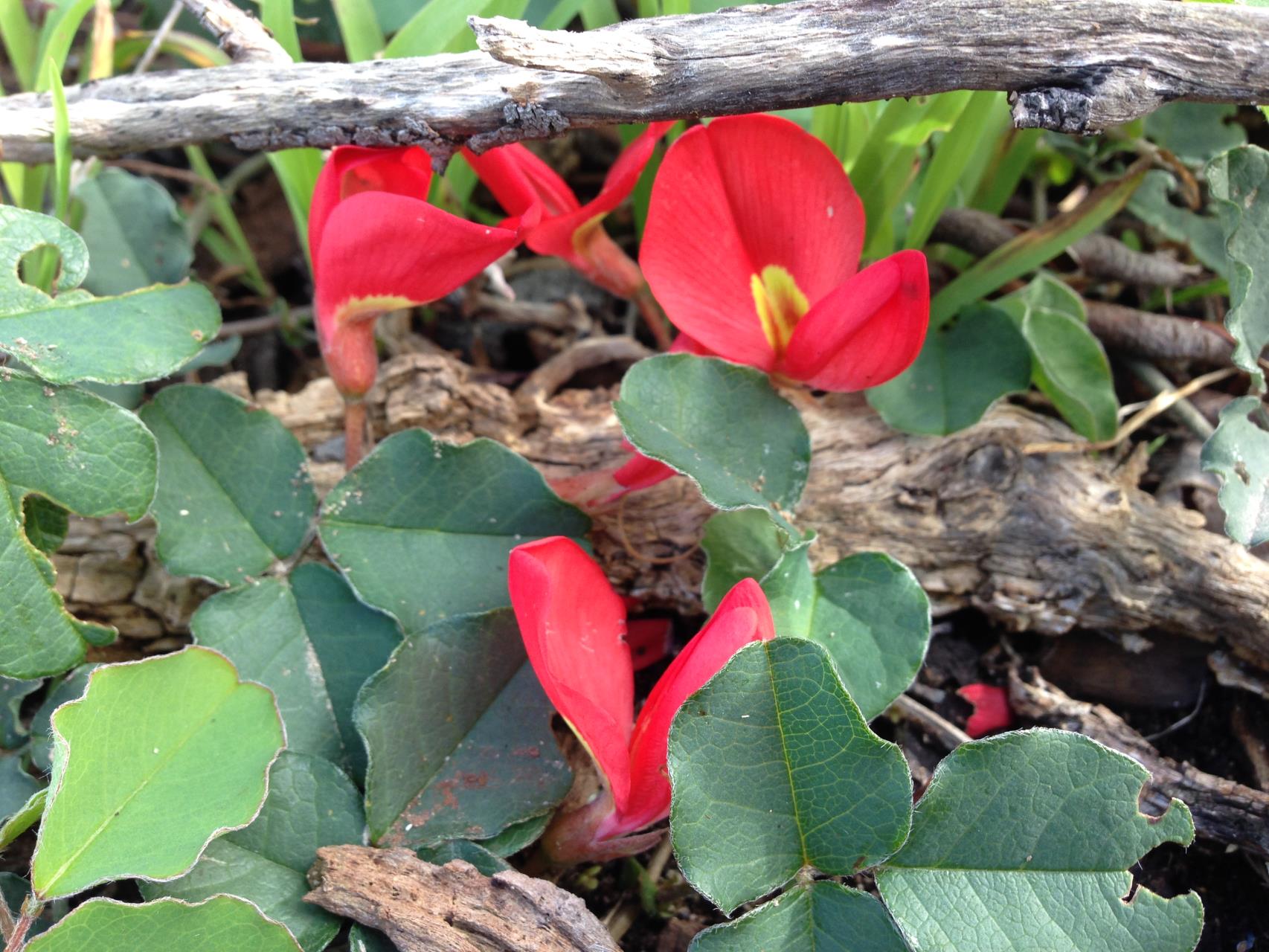 Native Plant Subsidy Scheme Image