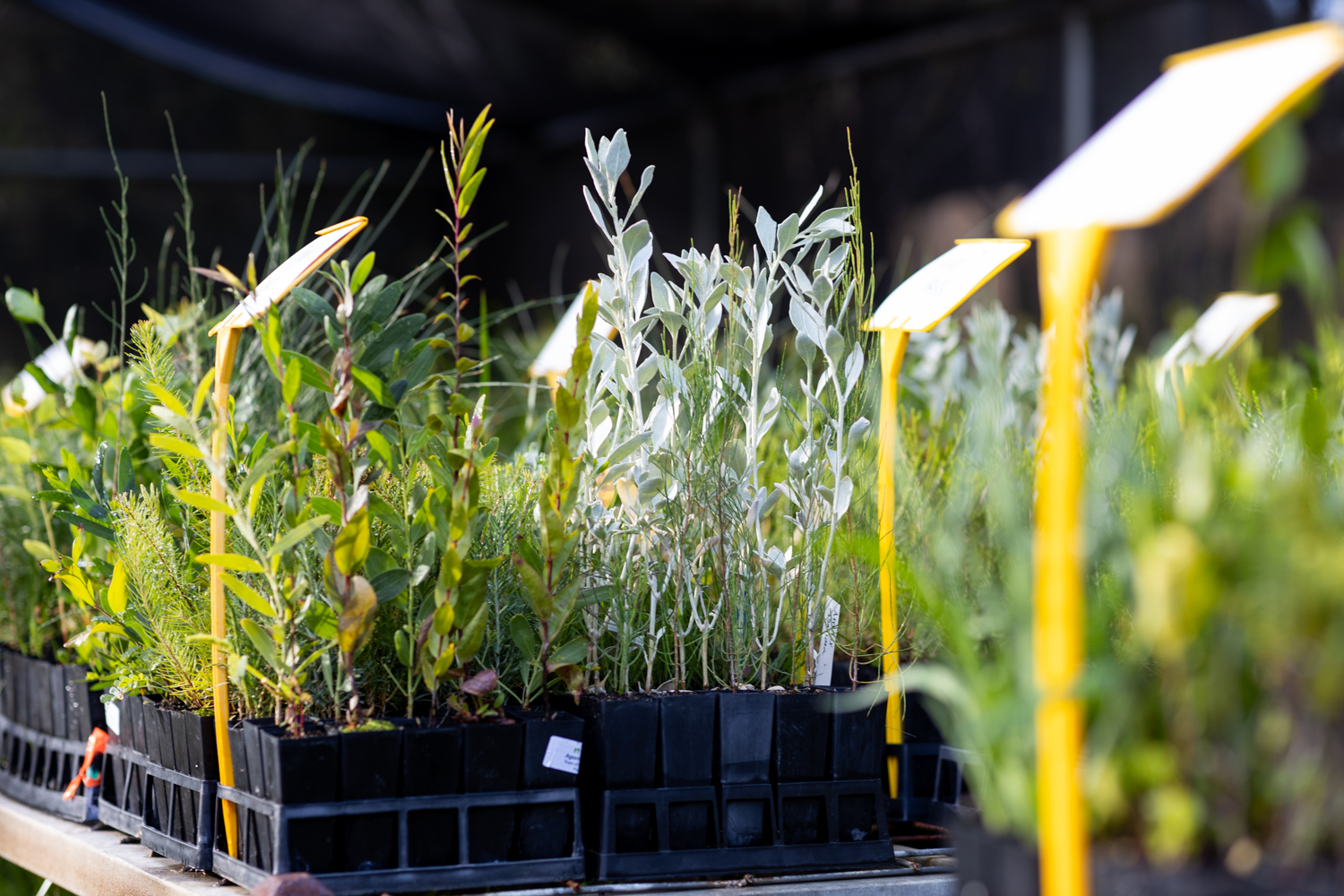 Native Plant Subsidy Scheme 2026