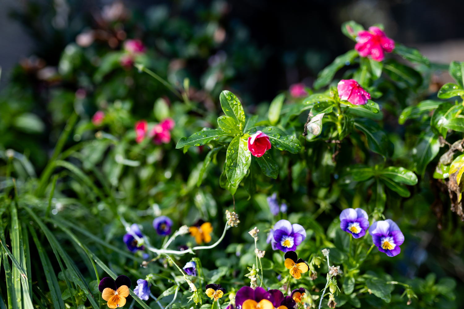 Native Plant Subsidy Scheme returns this May