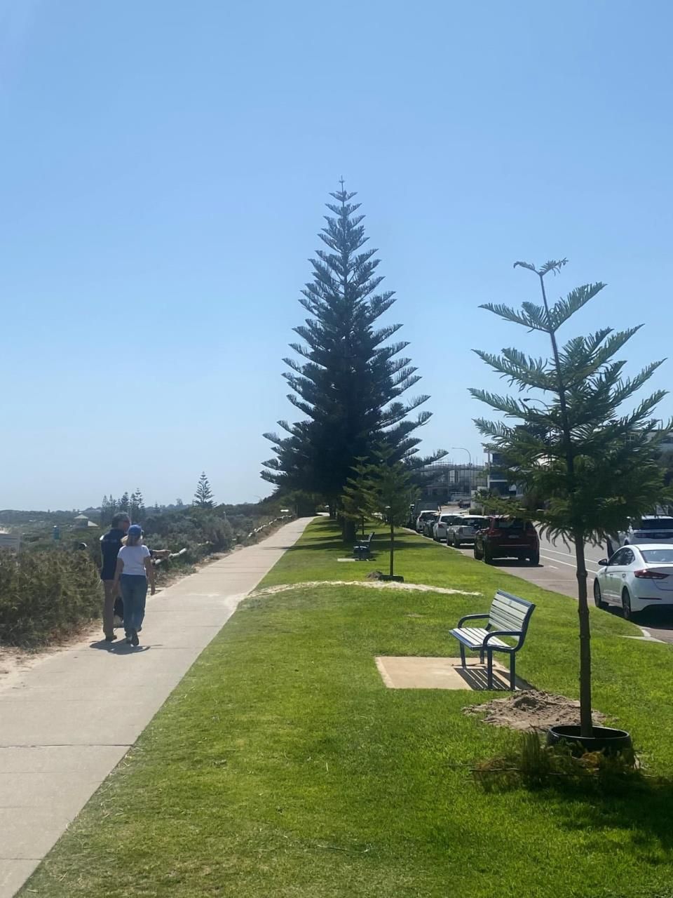 Marine Parade pines replanted after community consultation