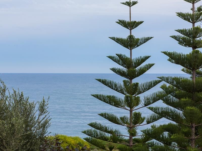 Cottesloe Norfolk Island pine trees infected with fungal disease