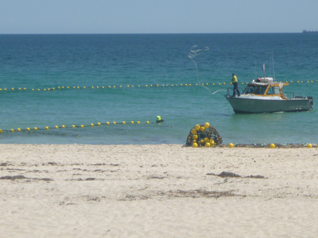 The protected swimming enclosure at Cottesloe Main Beach is back!